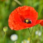 Der Klatschmohn (Papaver rhoeas)