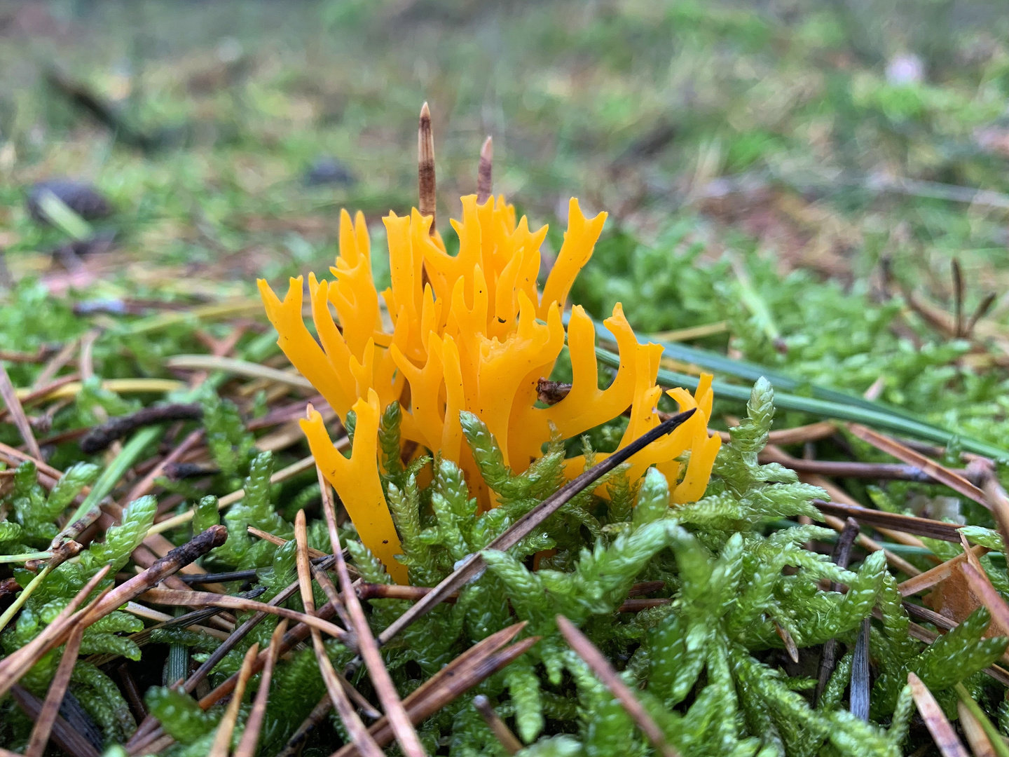 Der Klebrige Hörnling (Calocera viscosa)...