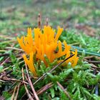 Der Klebrige Hörnling (Calocera viscosa)...