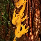 Der Klebrige Hörnling (Calocera viscosa) ...