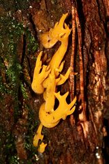 Der Klebrige Hörnling (Calocera viscosa) ...