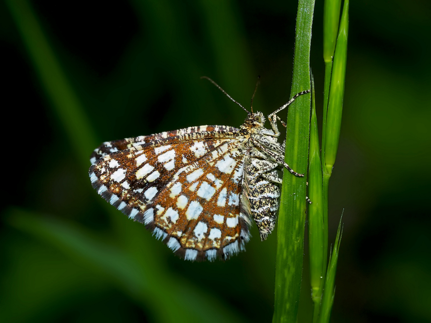 Der Klee-Gitterspanner (Chiasmia clathrata) begrüsst den neuen Tag.