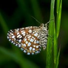 Der Klee-Gitterspanner (Chiasmia clathrata) begrüsst den neuen Tag.