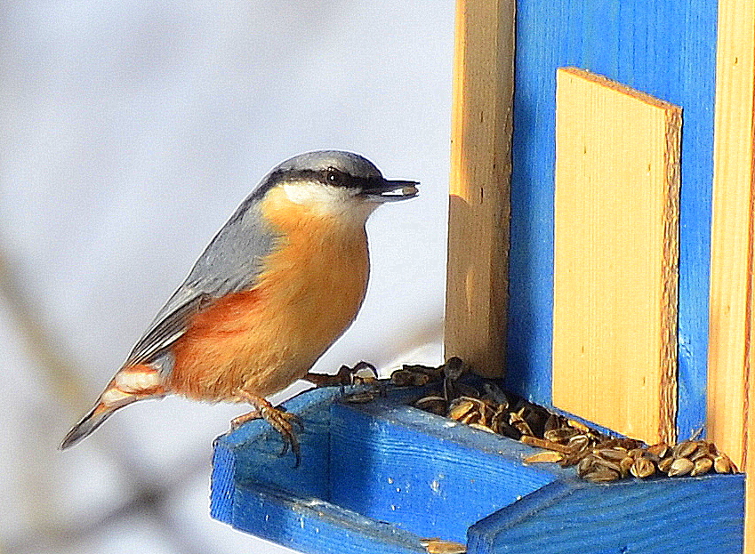 Der Kleiber am Vogelhaus