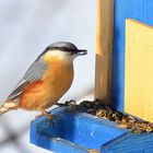 Der Kleiber am Vogelhaus