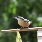 Der Kleiber am Vogelhaus