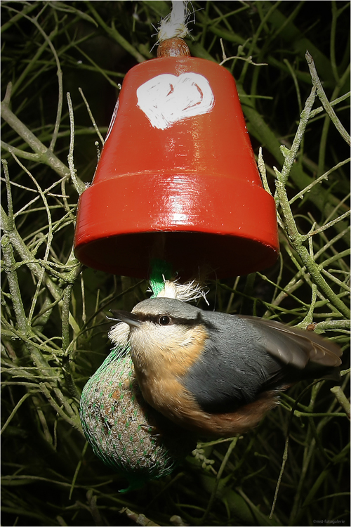 Der Kleiber an der Futterglocke