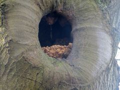 Der Kleiber baut seine Bruthöhle in einer Rotbuche