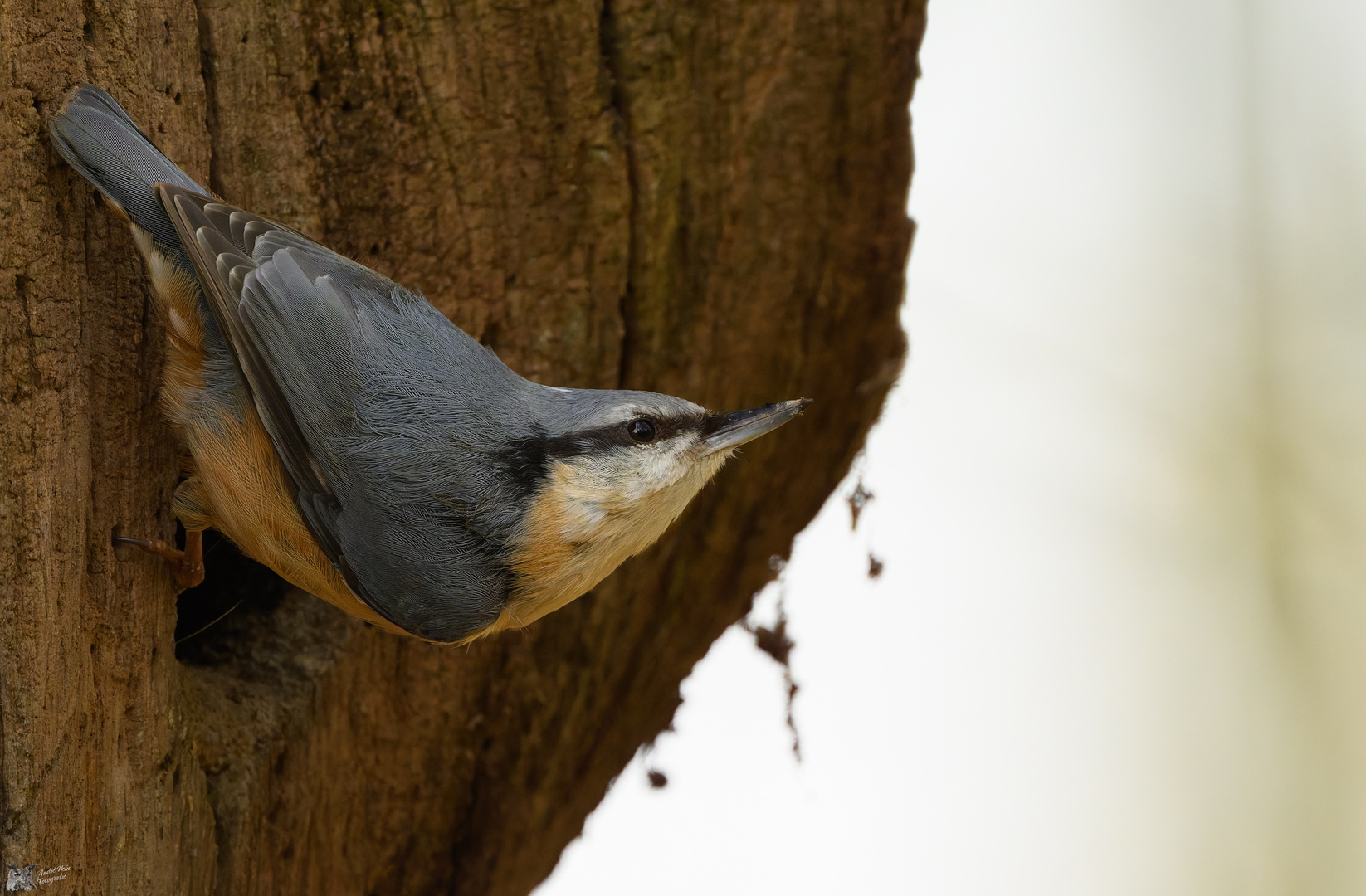 der Kleiber beim Nestbau