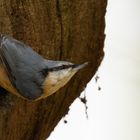 der Kleiber beim Nestbau