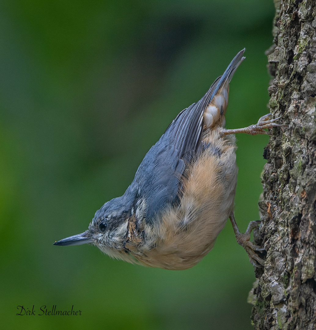 Der Kleiber Foto & Bild natur, tiere Bilder auf