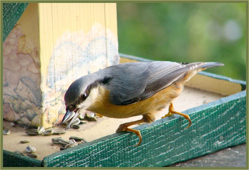 Der Kleiber im Futterhaus