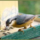 Der Kleiber im Futterhaus