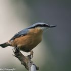 Der Kleiber im Garten