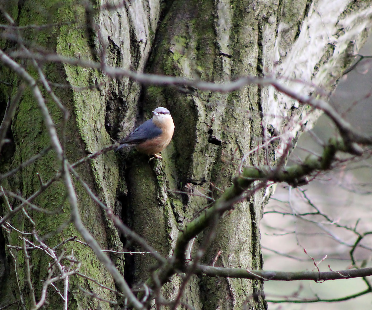 Der Kleiber in der Natur