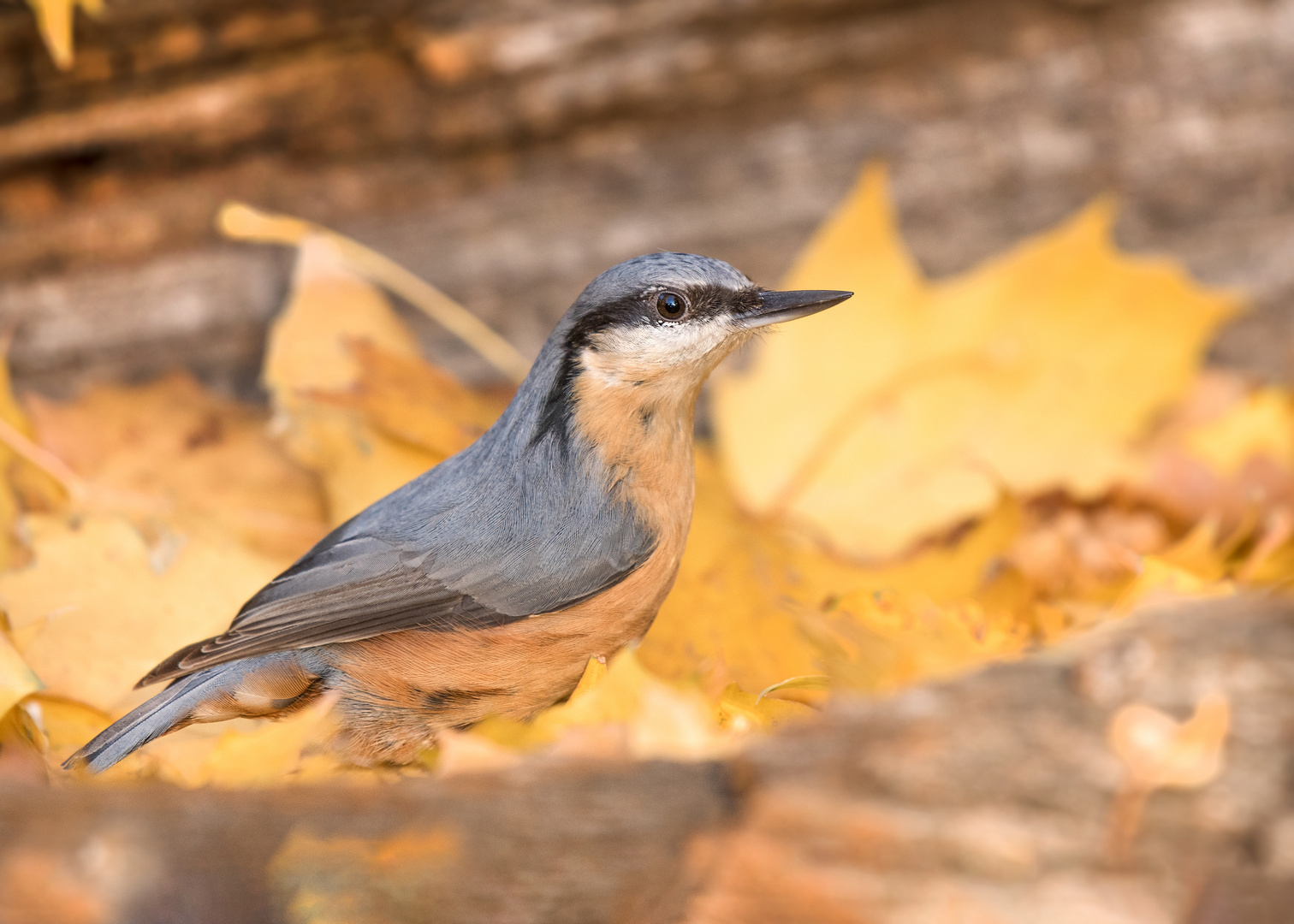 Der Kleiber (Sitta europaea)