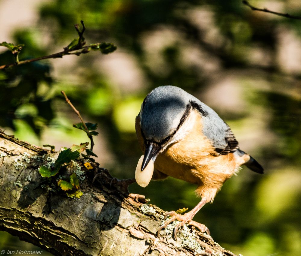 Der Kleiber (Sitta europaea)