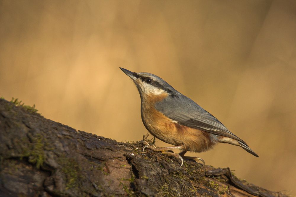 Der Kleiber (Sitta europaea)