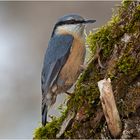 Der Kleiber (Sitta europaea)