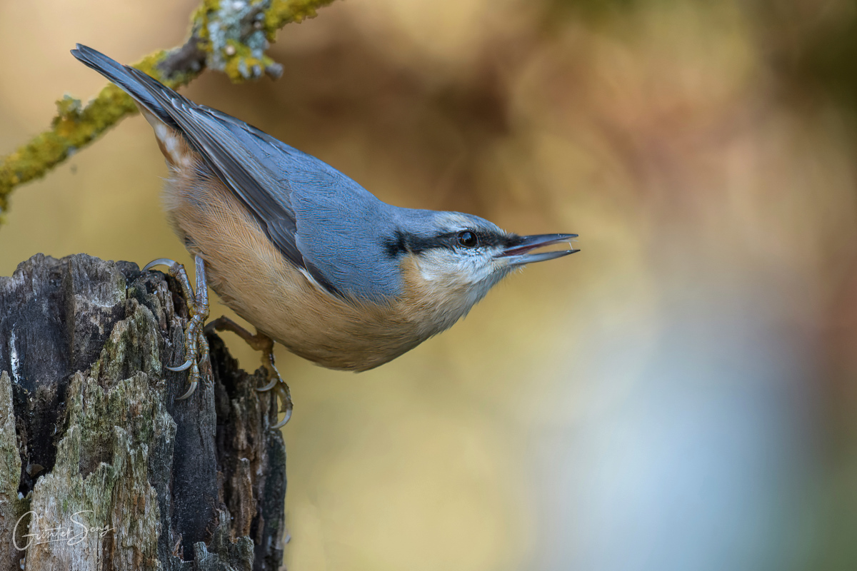 Der Kleiber (Sitta europaea)