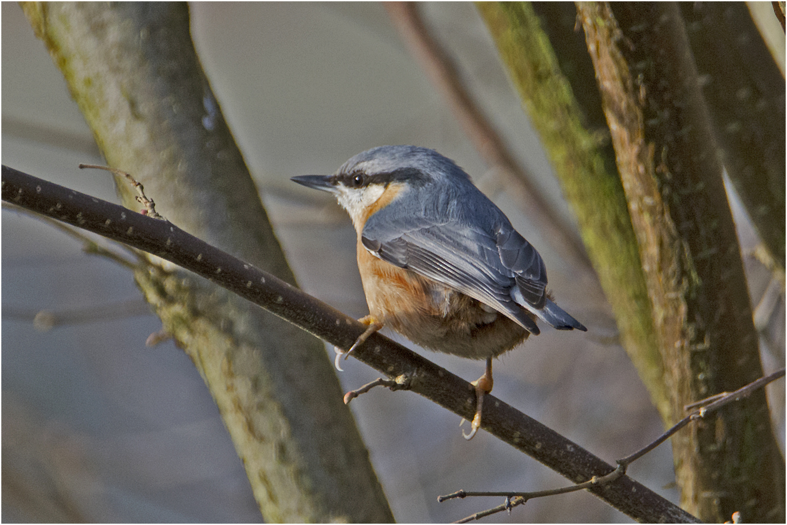 Der Kleiber (Sitta europaea) . . .