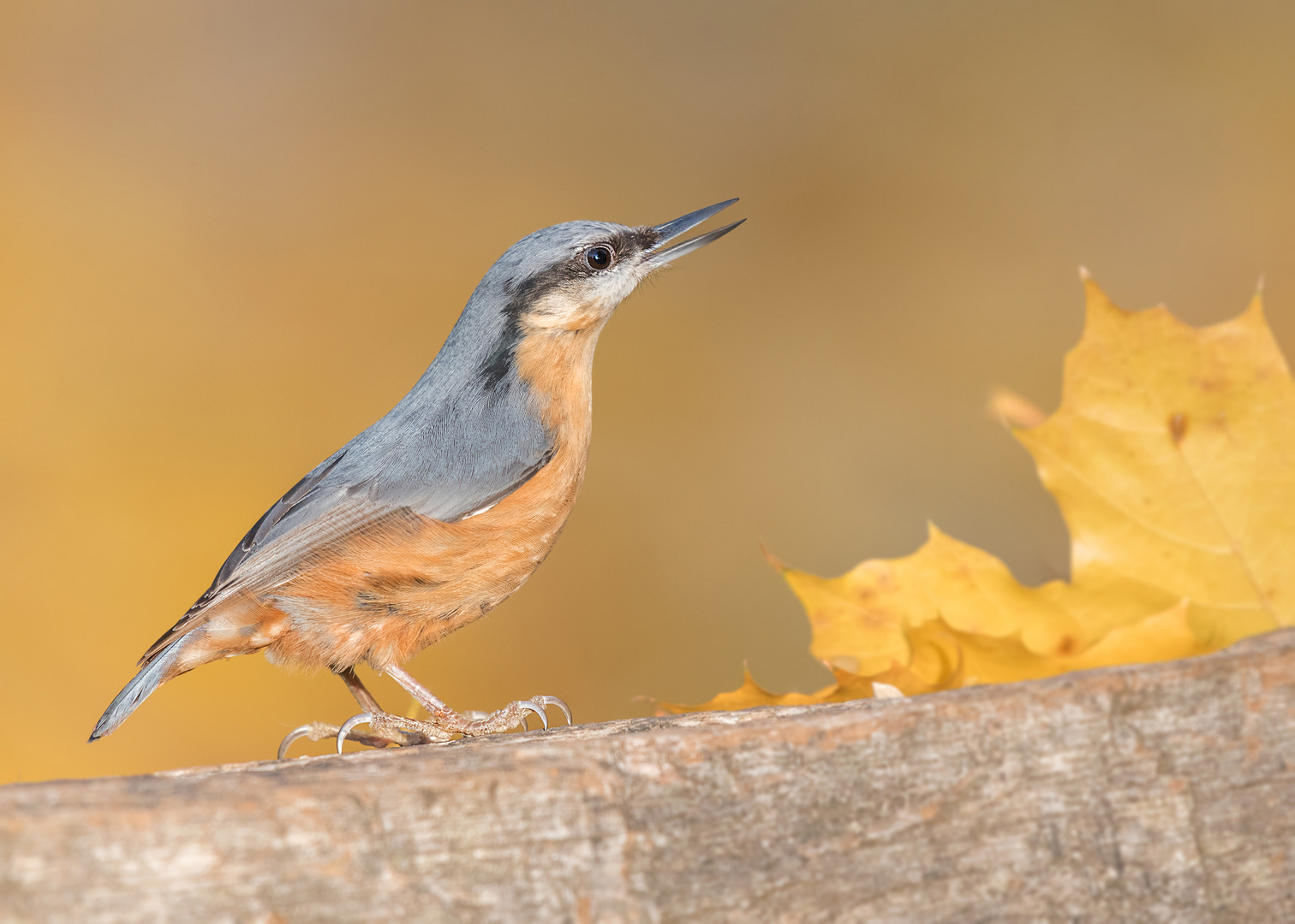 Der Kleiber (Sitta europaea)