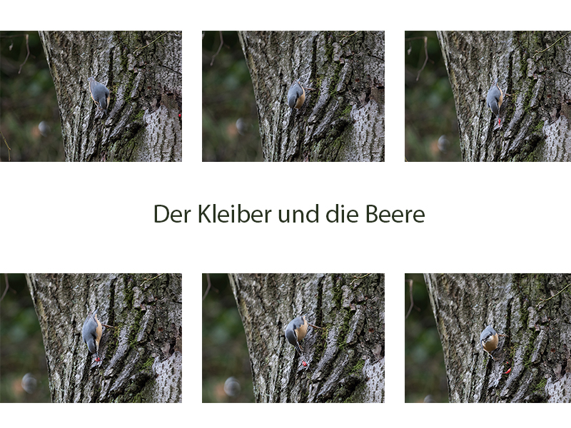 Der Kleiber und die Beere