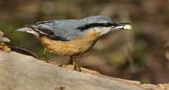 "Der Kleiber und die Mini - Mücke", also gut Hingucken