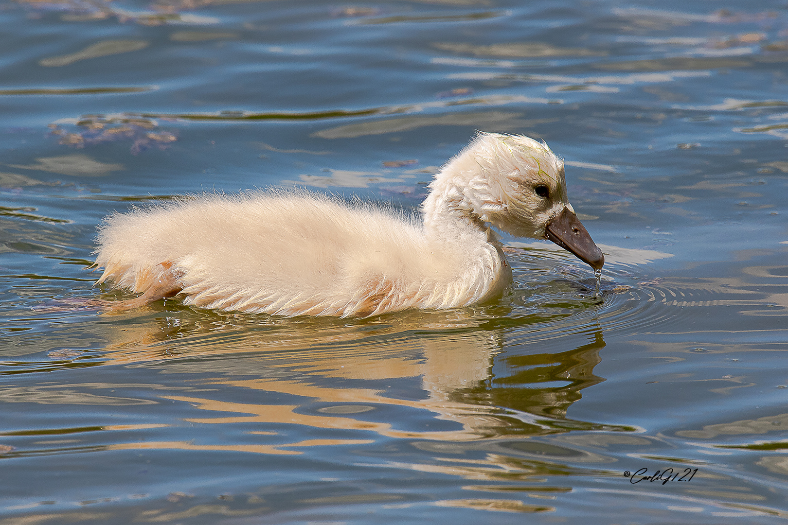 Der Kleien Schwan