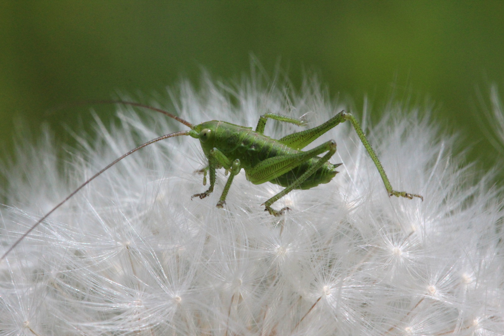 Der kleine