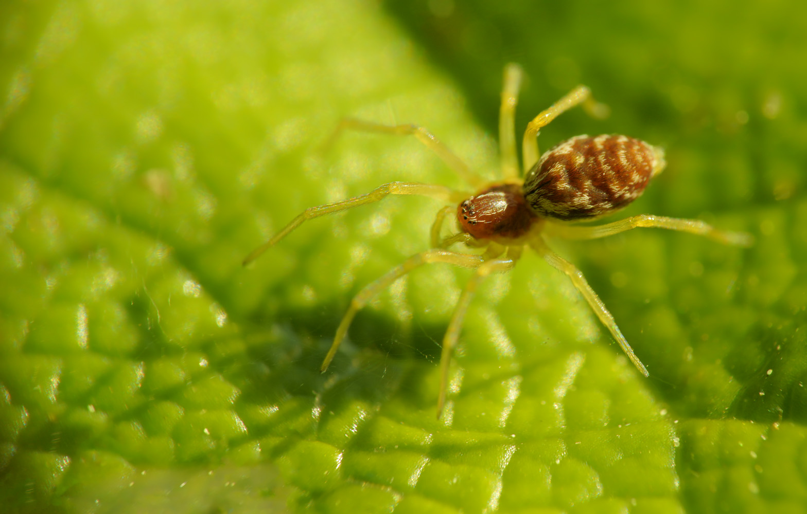 der kleine 3 mm blatt wächter ...