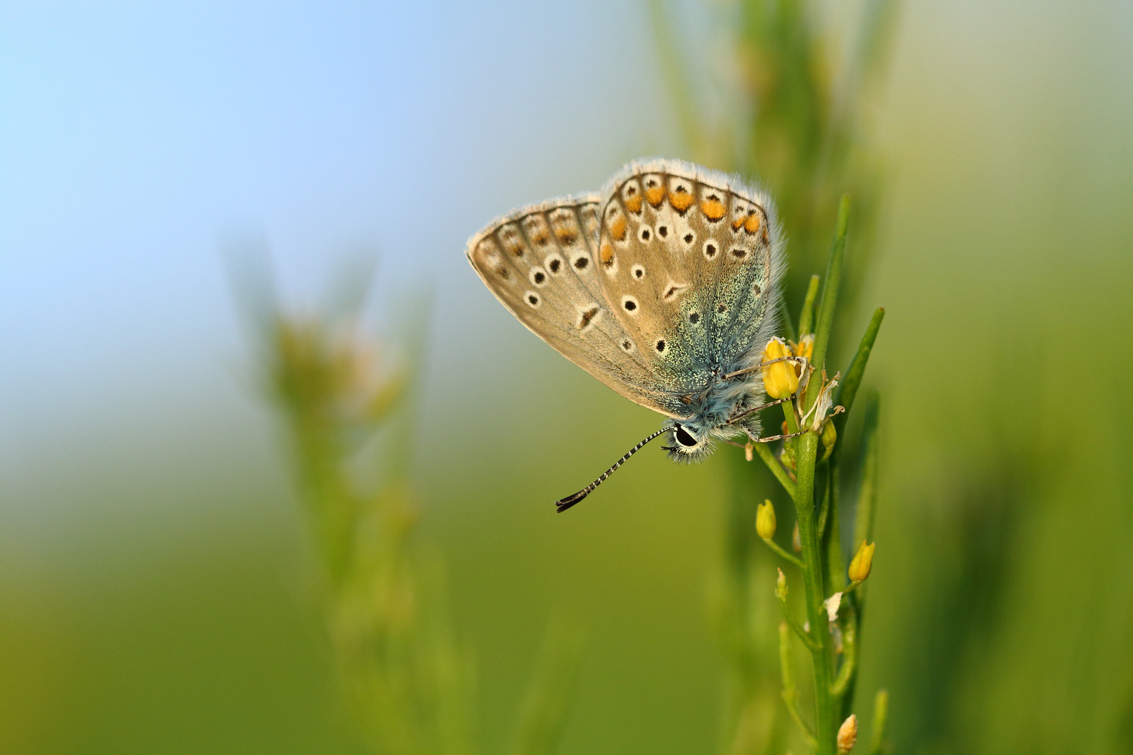 Der kleine Foto & Bild | makro, natur, macro Bilder auf fotocommunity
