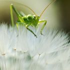 Der kleine Abenteuer