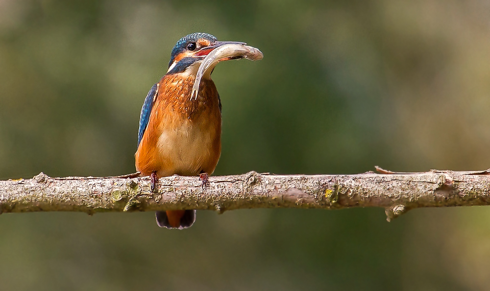 Der kleine, aber hübsche Fischer