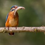 Der kleine, aber hübsche Fischer