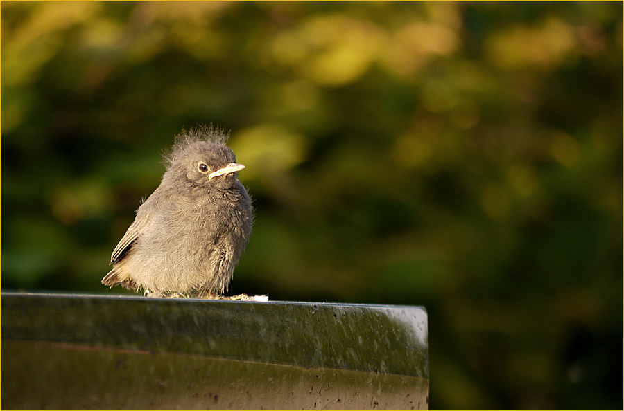 Der kleine Adler....