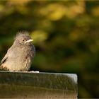 Der kleine Adler....