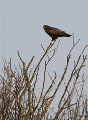 Der kleine Adler mit dem gelben Schuh