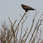 Der kleine Adler mit dem gelben Schuh