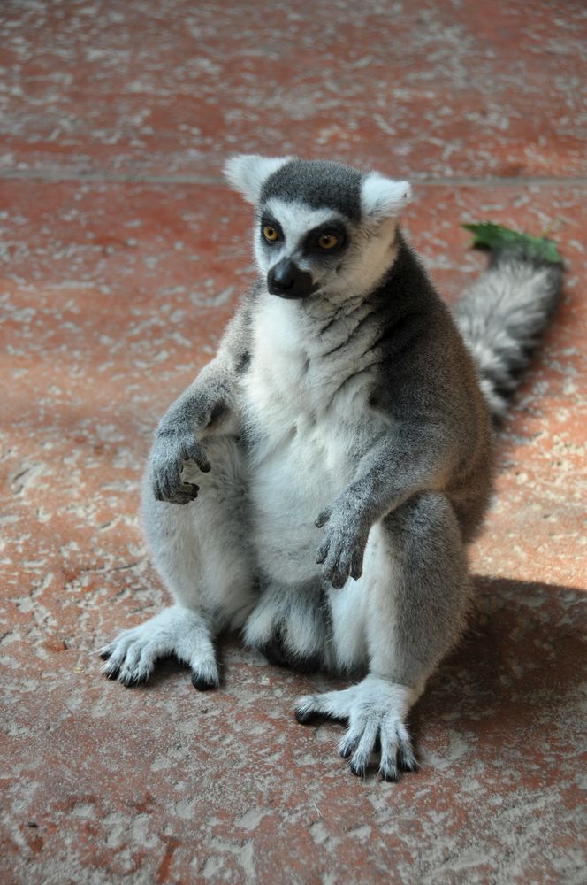 der kleine Affe Foto & Bild | tiere, zoo, wildpark & falknerei