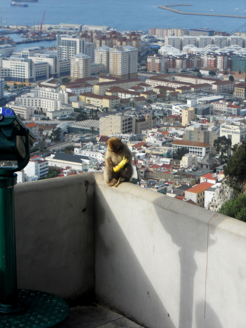 Der kleine Affe im Schatten der grossen Stadt