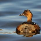 Der kleine am Teich