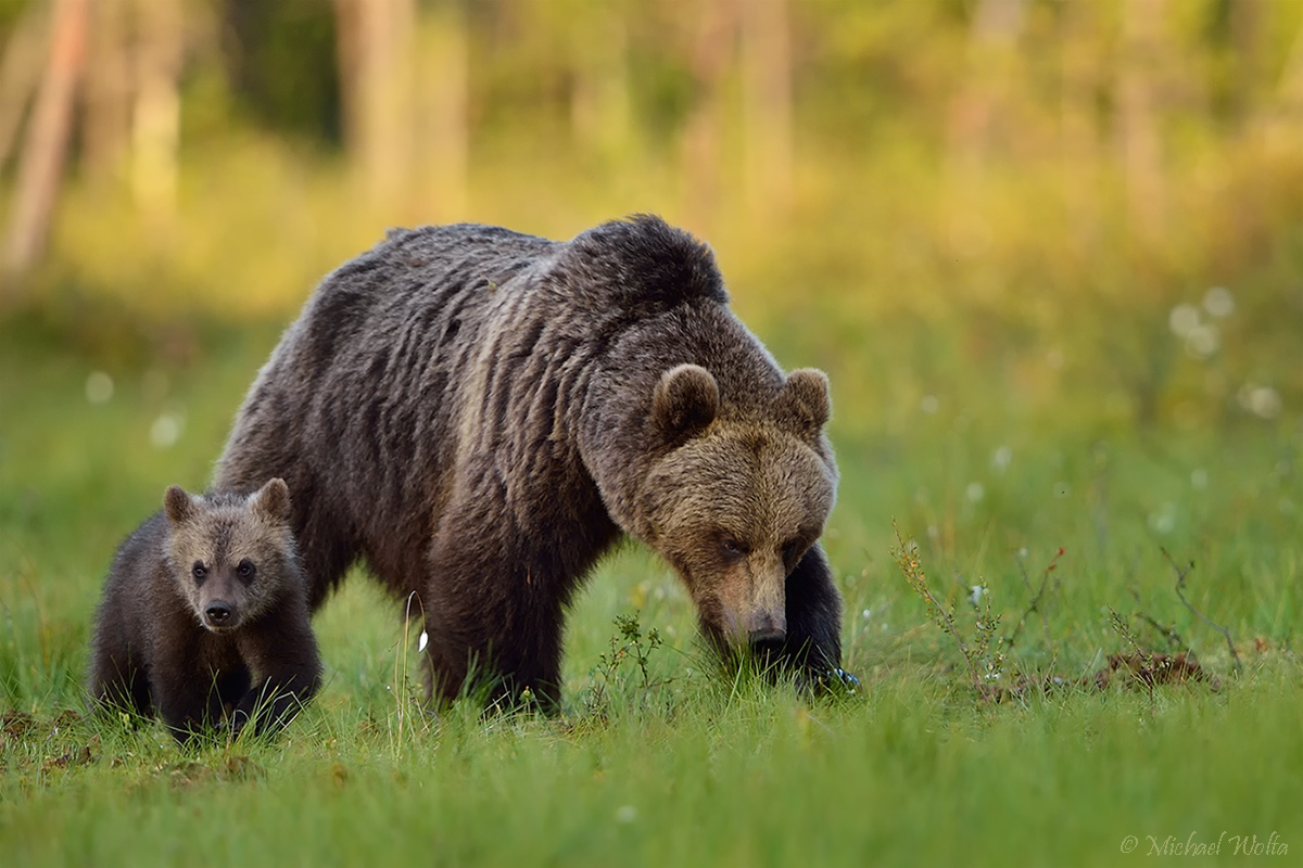 Der kleine Angstbär