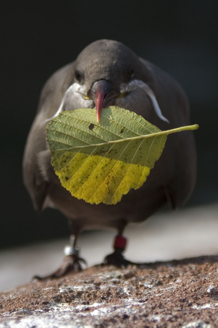 Der kleine Arbeiter