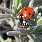 Der Kleine auf großer Lavendel-Tour