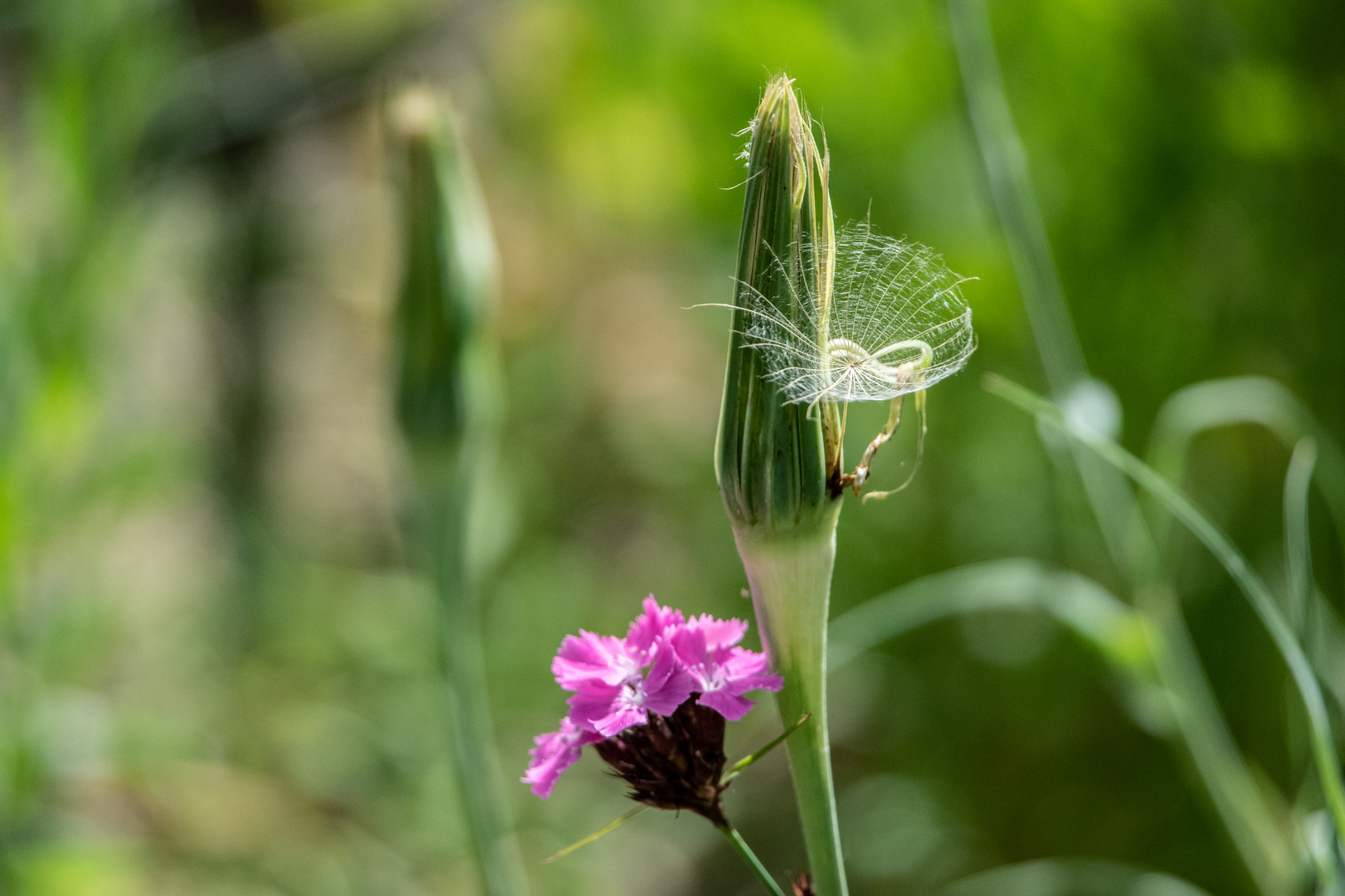 Der kleine Ausreiser