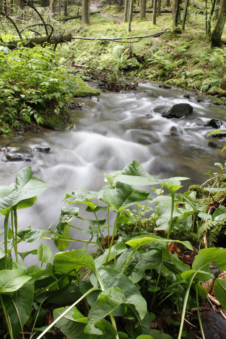 der kleine Bach