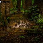 Der kleine Bach im Wald