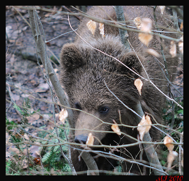 Der Kleine Bär