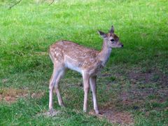 Der kleine Bambi / kücük Ceylan